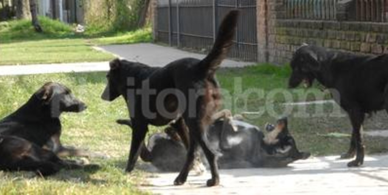 Una ley prohibe al Estado sacrificar perros y gatos