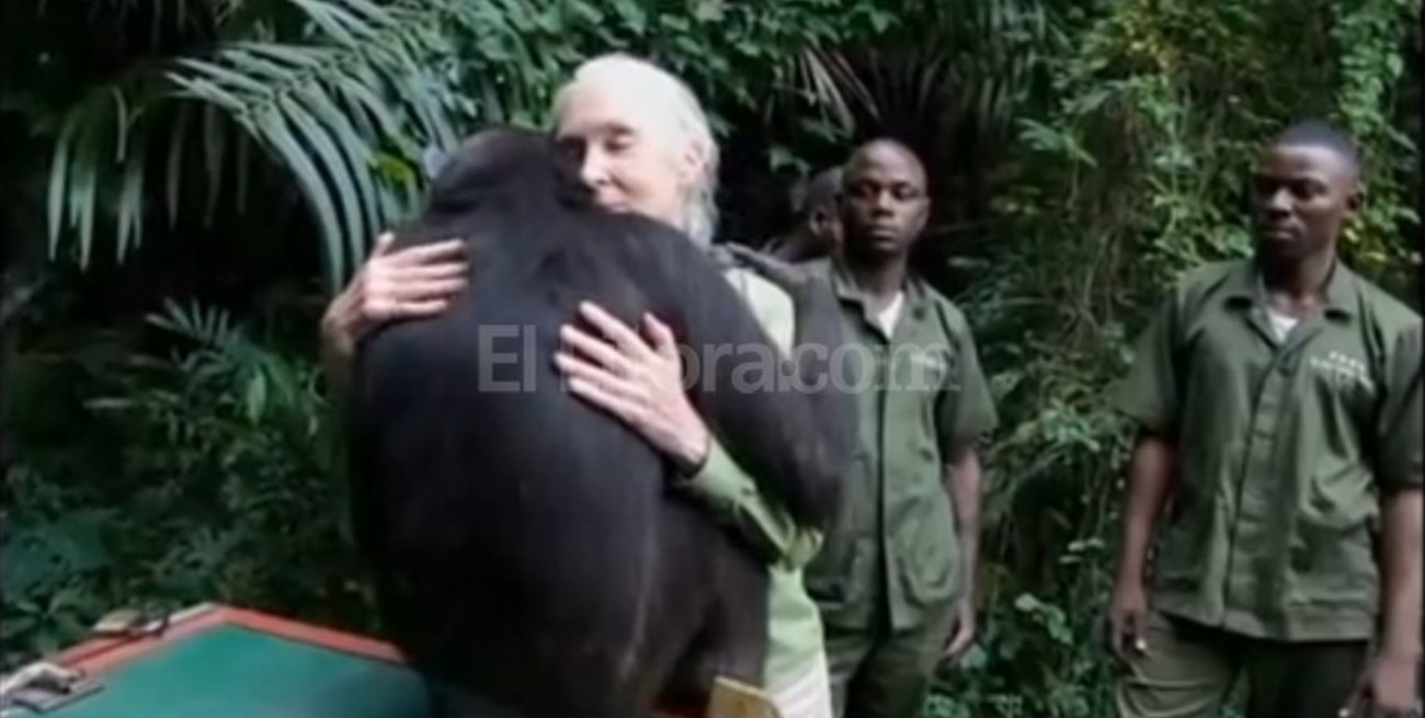Emotiva despedida entre un chimpancé y su cuidadora