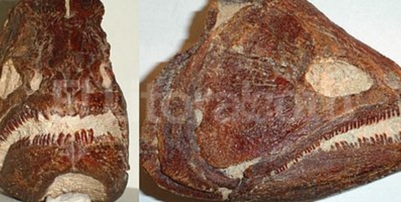 Paleontólogos argentinos pescaron un dorado de ocho millones de años