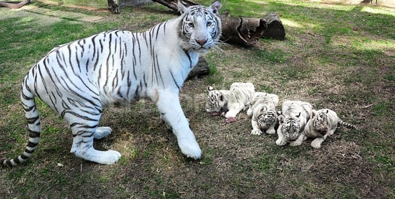 Nacieron cuatro tigres de bengala blancos
