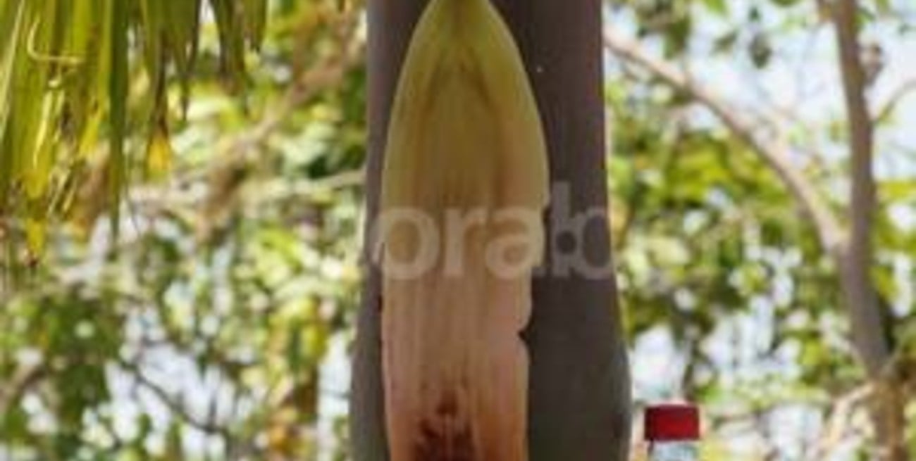 La supuesta imagen de una virgen moviliza a multitud de fieles