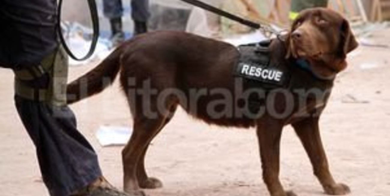 Perra rescatista halló tres cuerpos bajo los escombros