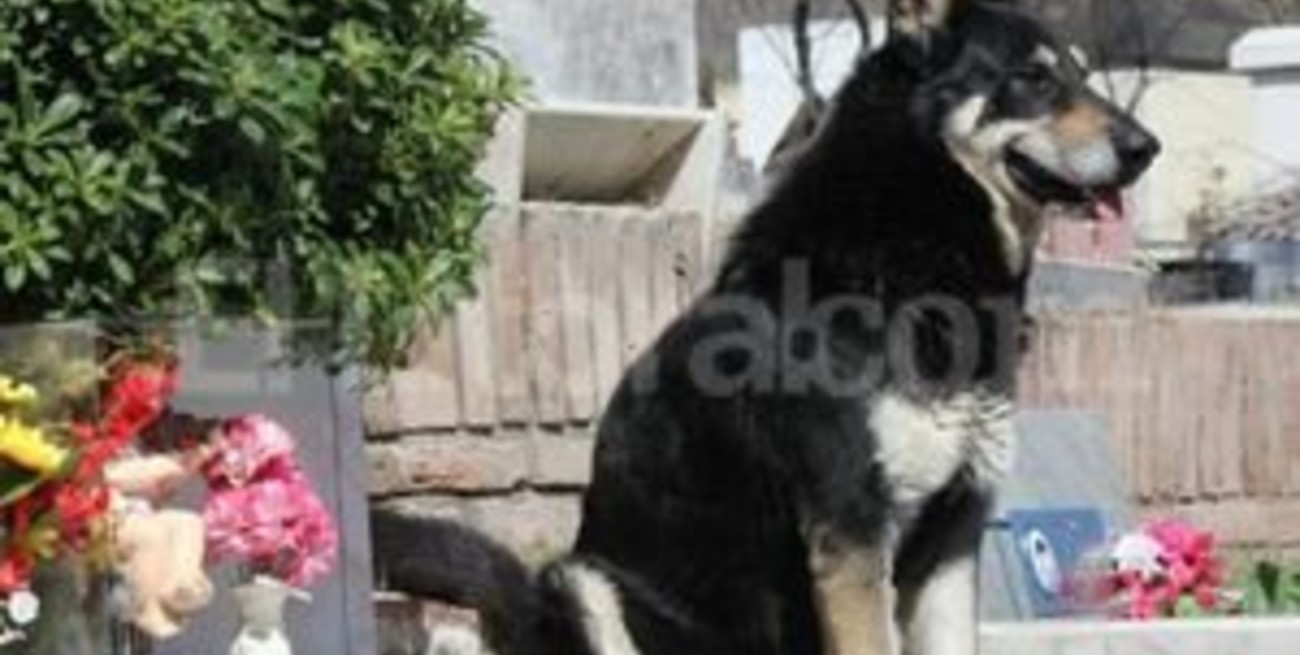 Perro vive junto a la tumba de su amo