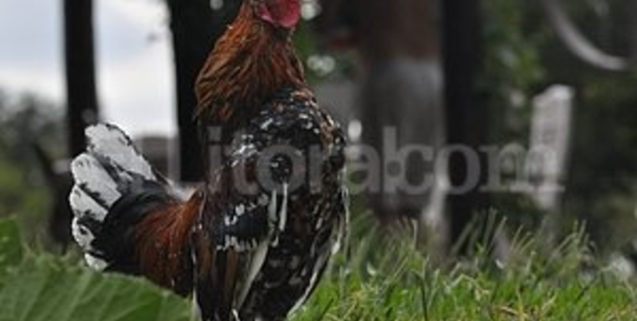 El gallo perico que canta las 24 horas
