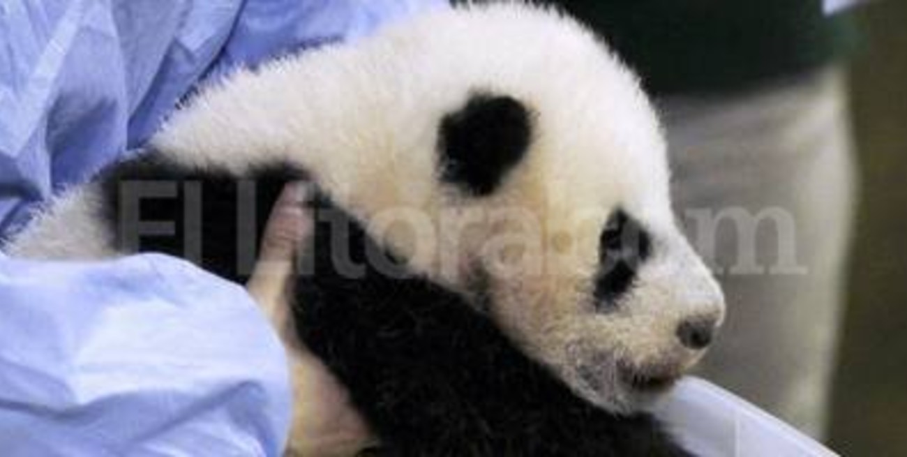 Un bebé panda español