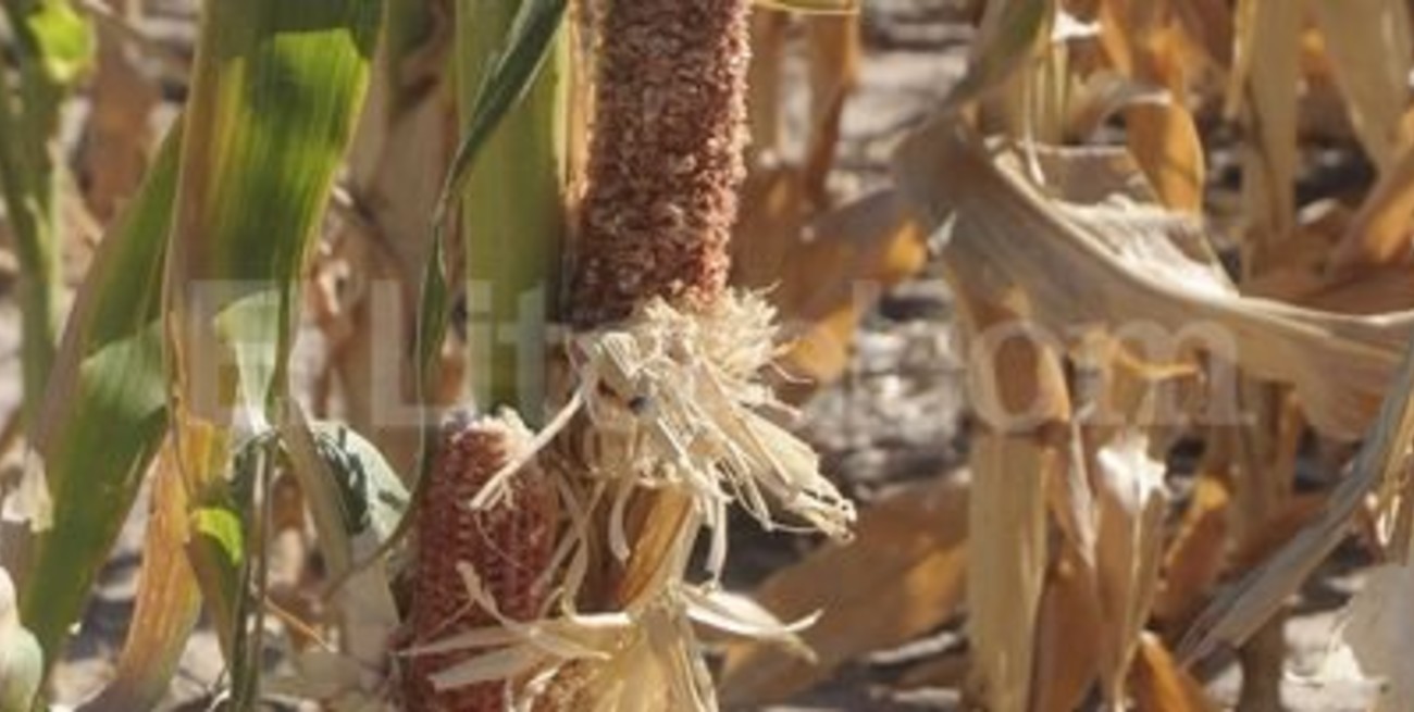 Crítico panorama por la sequía en el norte de Santa Fe