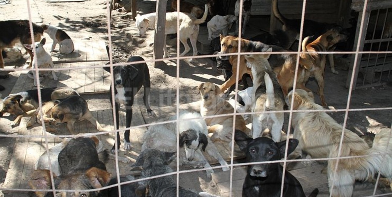 El refugio La Mary necesita ayuda para más de 400 perros