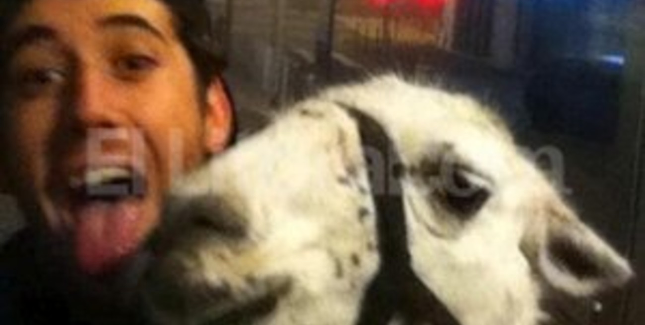 Estudiantes ebrios robaron una llama de un circo y festejaron toda la noche