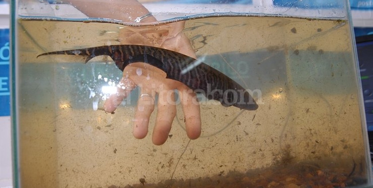 La "morena", de simple carnada a estrella de un proyecto de ciencia