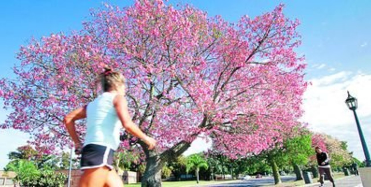 Cada zona de la ciudad tendrá una especie arbórea distintiva