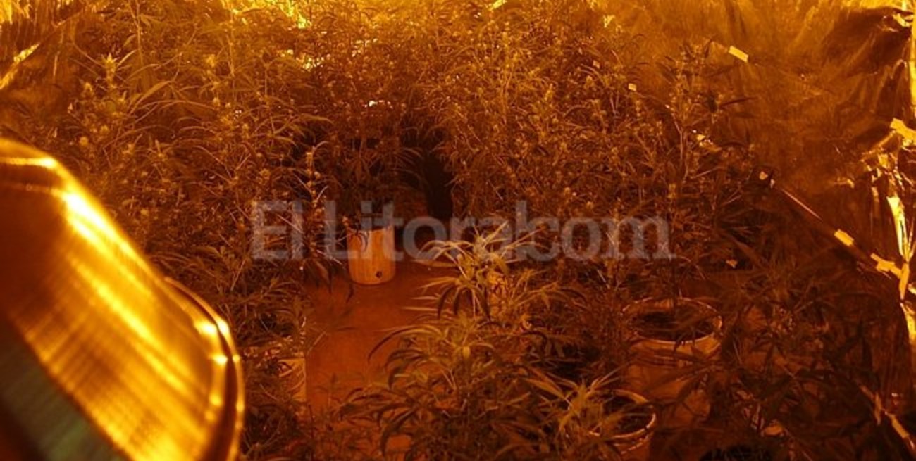 Condenaron al dueño del vivero de cannabis