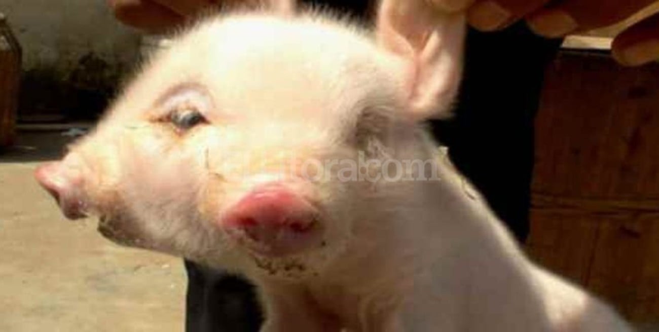 Un chancho con dos cabezas