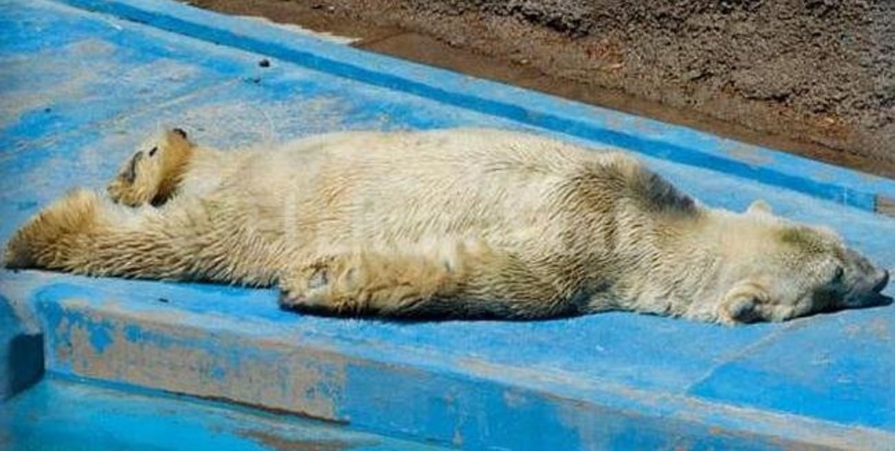 El oso polar Arturo está más cerca de dejar Mendoza y ser trasladado a Canadá