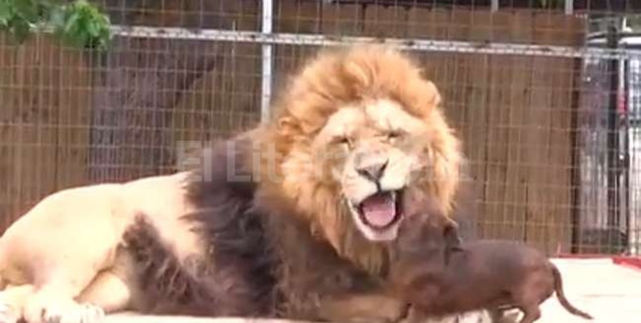 Perro "salchicha" cara a cara con un león