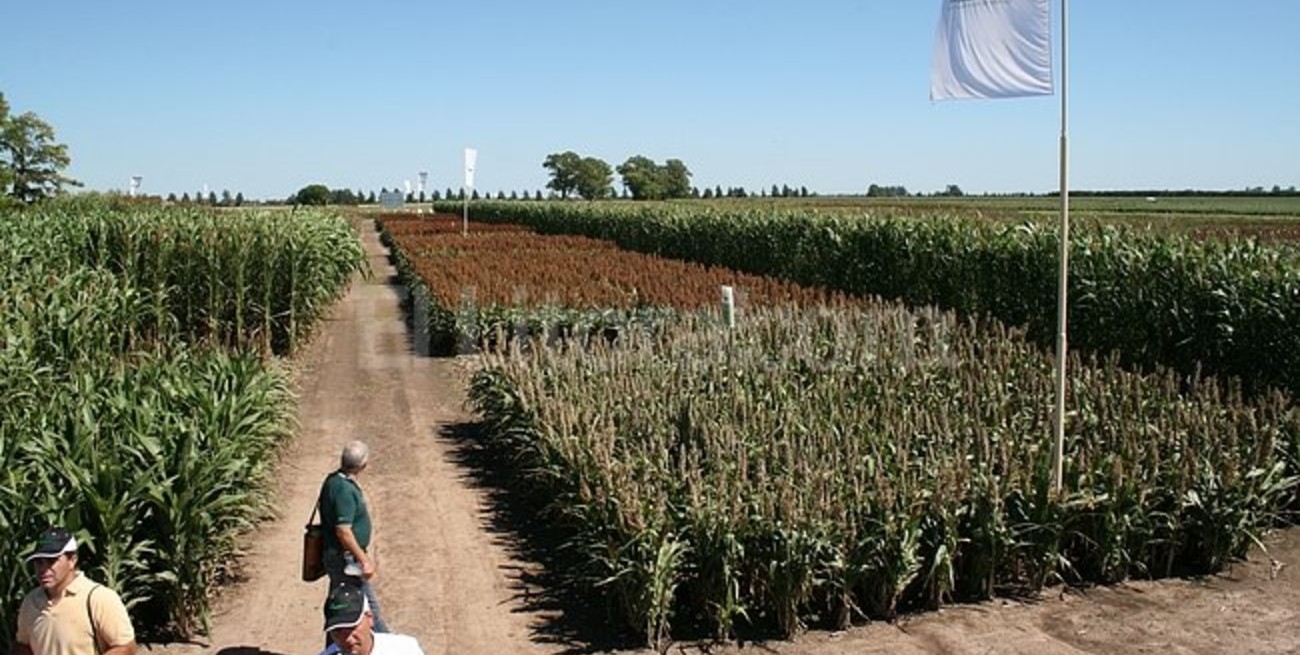 Donde el sorgo echa raíces