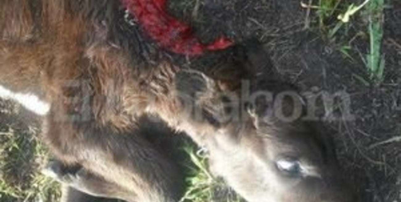 Hay mucha preocupación en zona rural de Santo Domingo