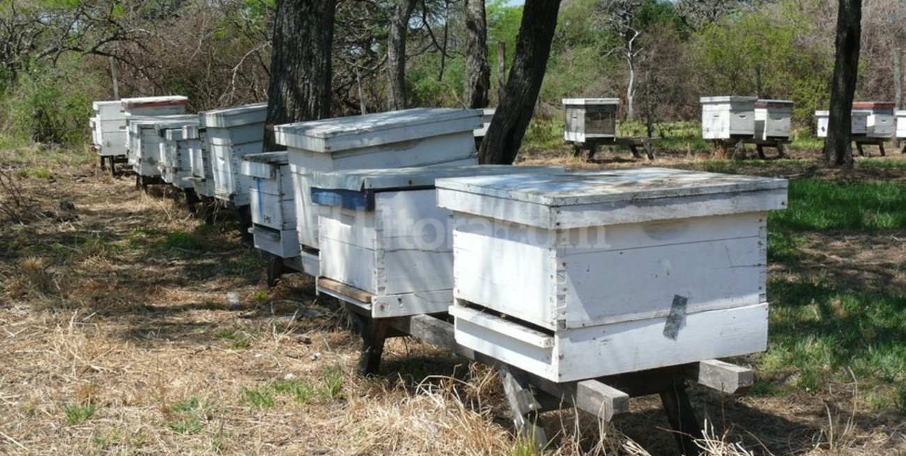 Encontraron 50 colmenas robadas