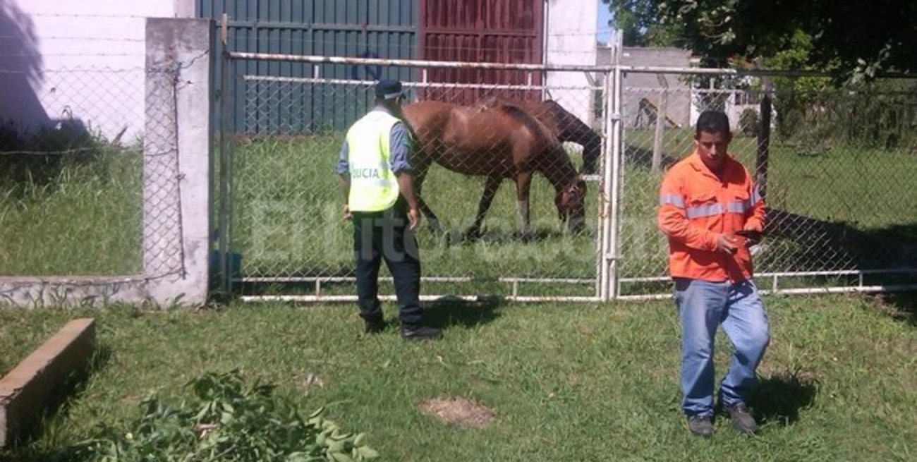 Capturan caballos sueltos sobre la ruta 11 en Recreo