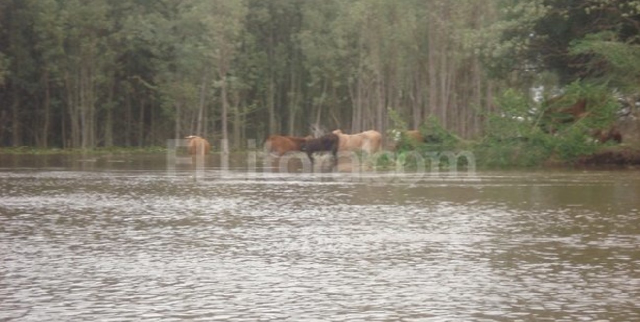 Se retrae la crecida del río pero la situación dista de ser normal 