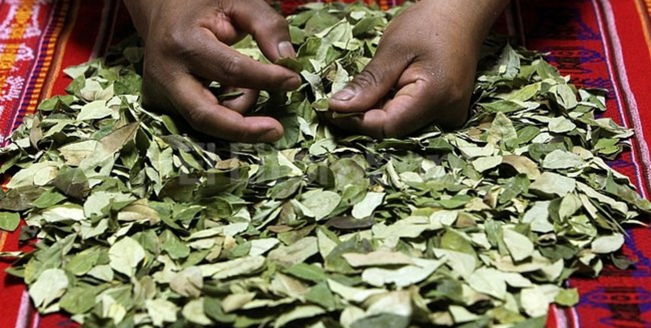 Bolivia dio inicio a la industrialización de la hoja de coca para uso medicinal en ese país