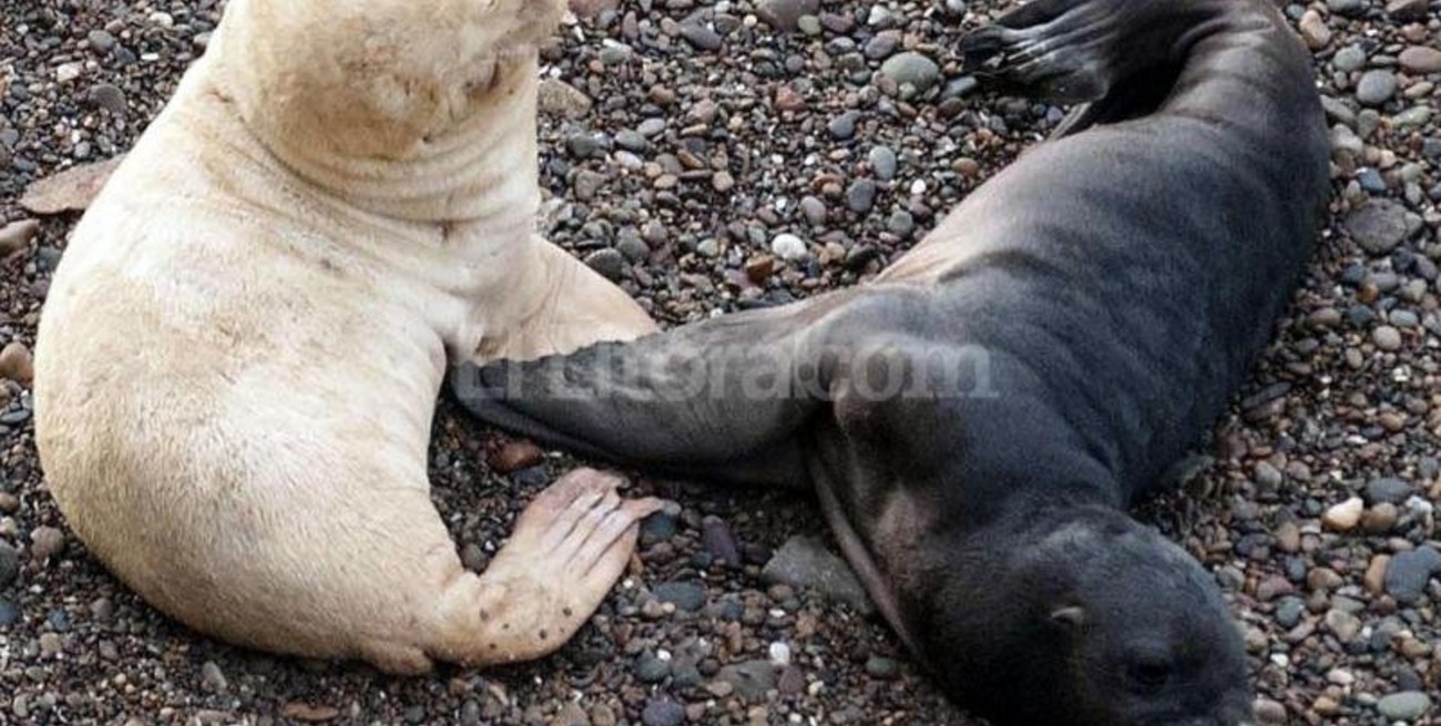 Nació un lobo marino albino en la reserva de Punta Bermeja