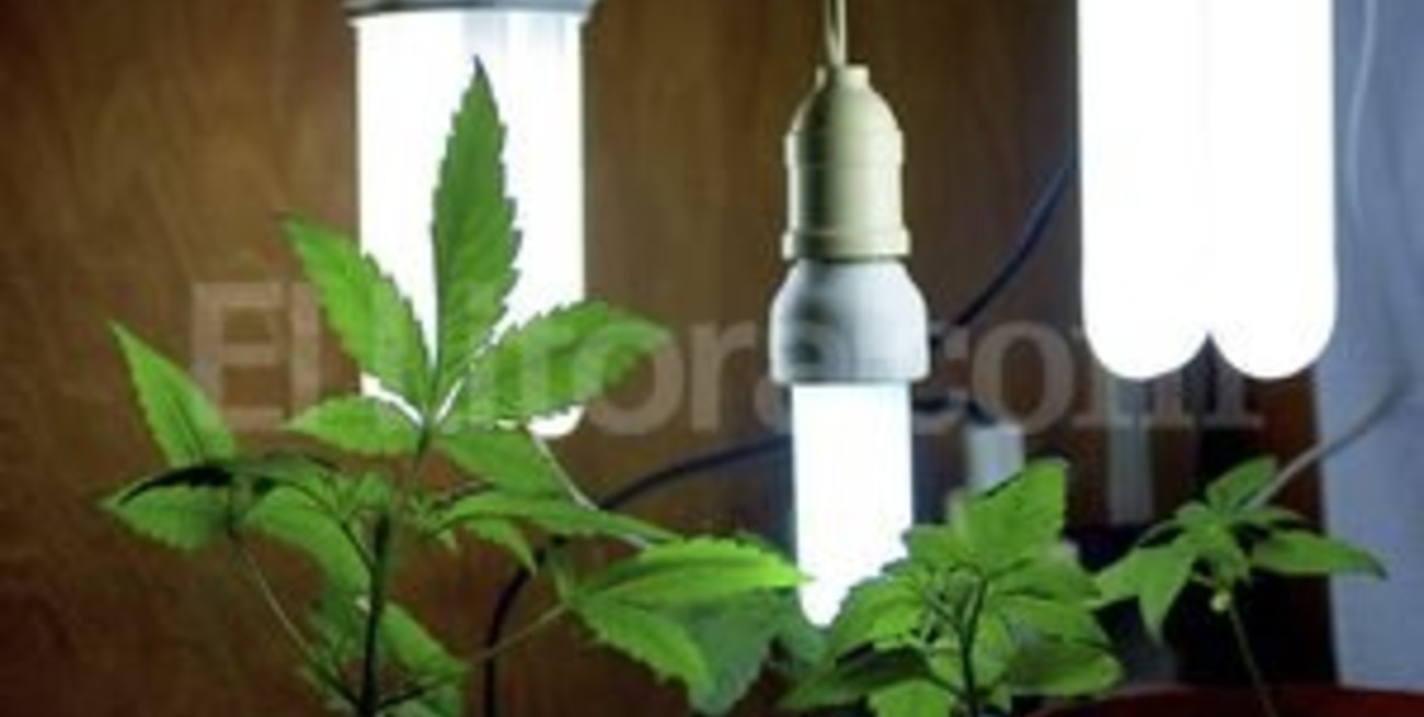 El gobierno uruguayo apoya la creación del Instituto Nacional de Cannabis
