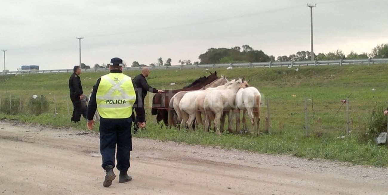 Atrapan tropilla de caballos sueltos en la Circunvalación Oeste