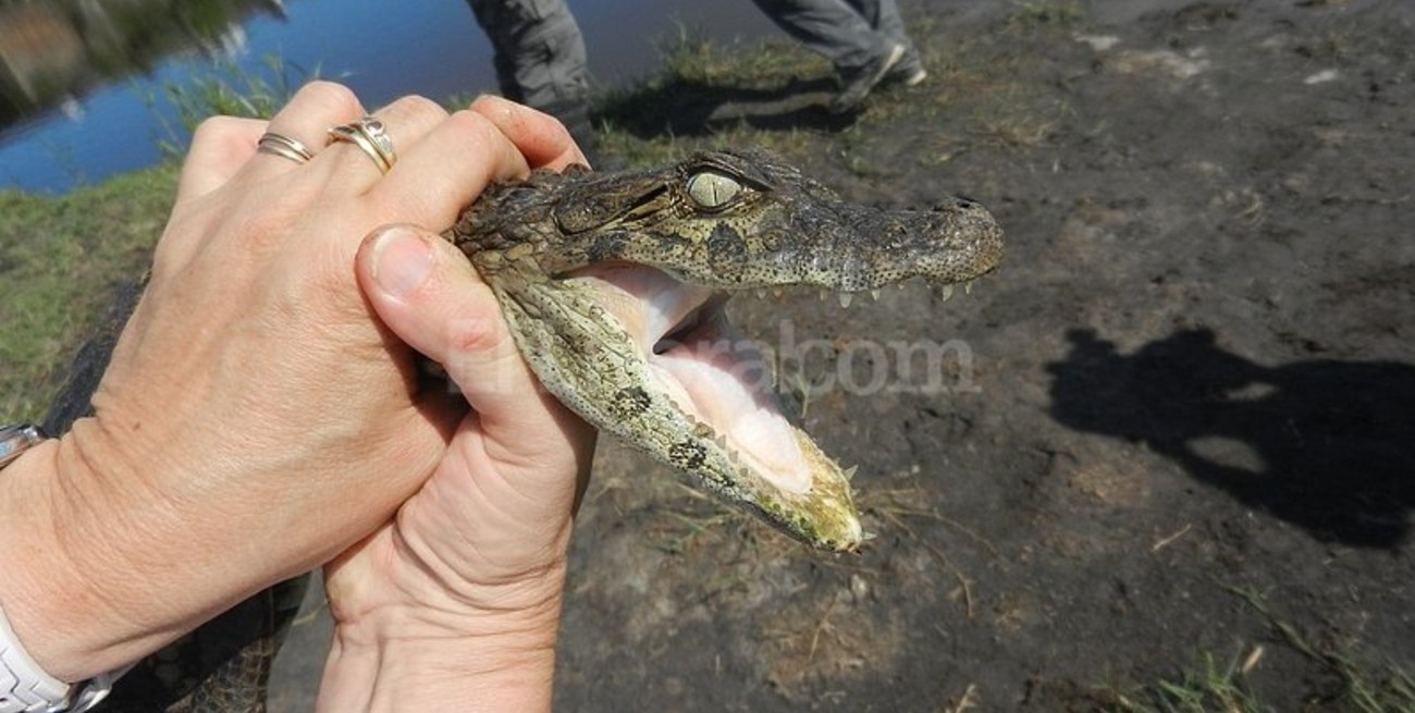 Una esperada vuelta a casa