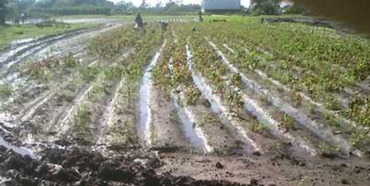 Los quinteros levantan la producción para tratar de salvarla