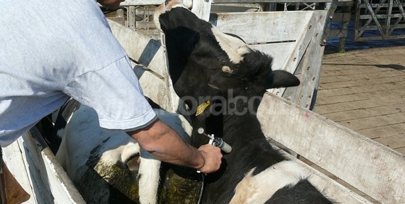 Declaran obligatoria la vacunación contra el carbunco