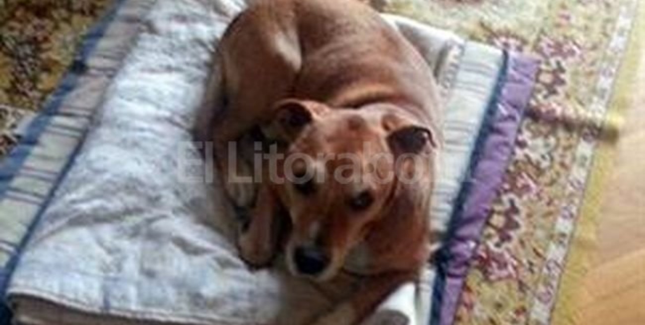 Española que sobrevivió al ébola pide indemnización por su perro