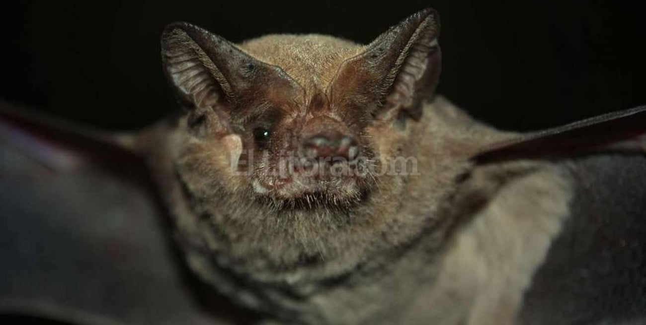 Murciélago con rabia en Esperanza