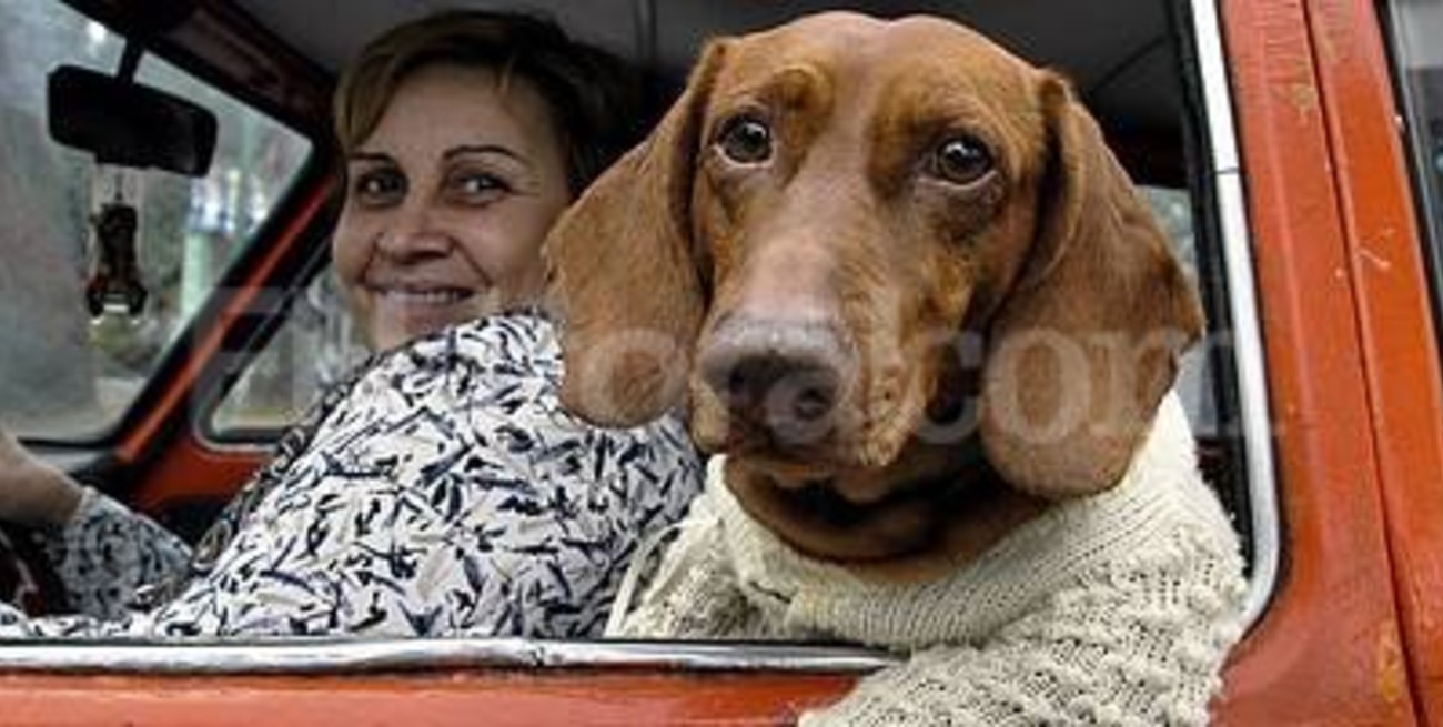 Multas de hasta $ 5 mil por llevar mascotas en los asientos delanteros