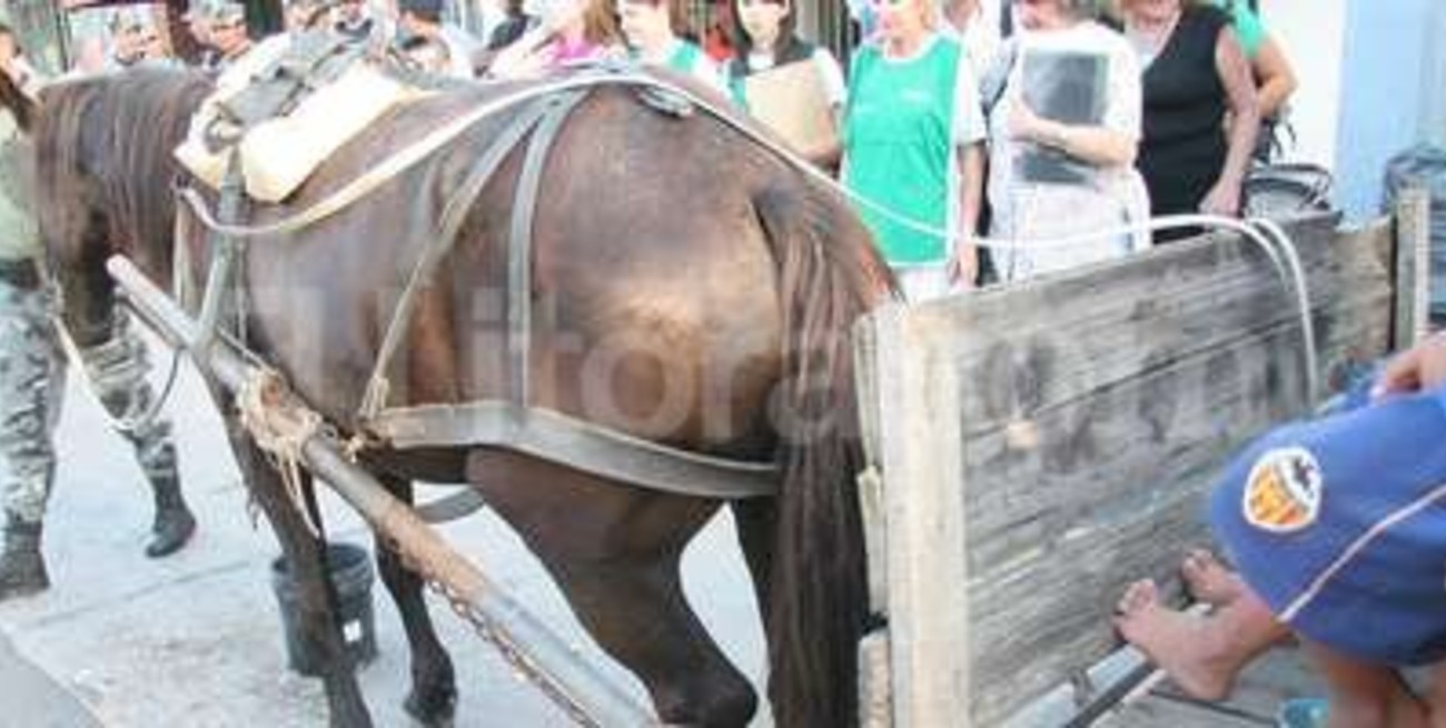 Marcha contra el  maltrato animal