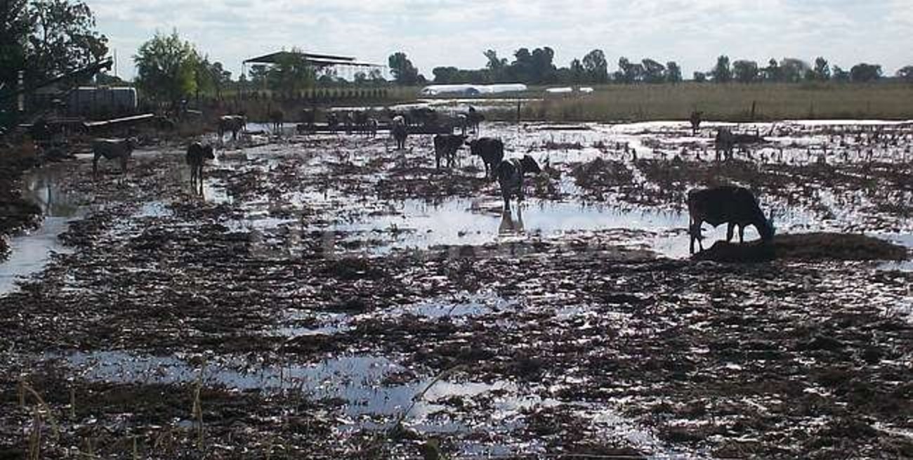 La situación de los tambos es muy grave