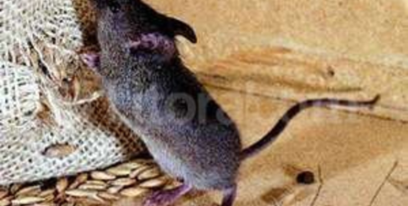 Una mujer murió por leptospirosis