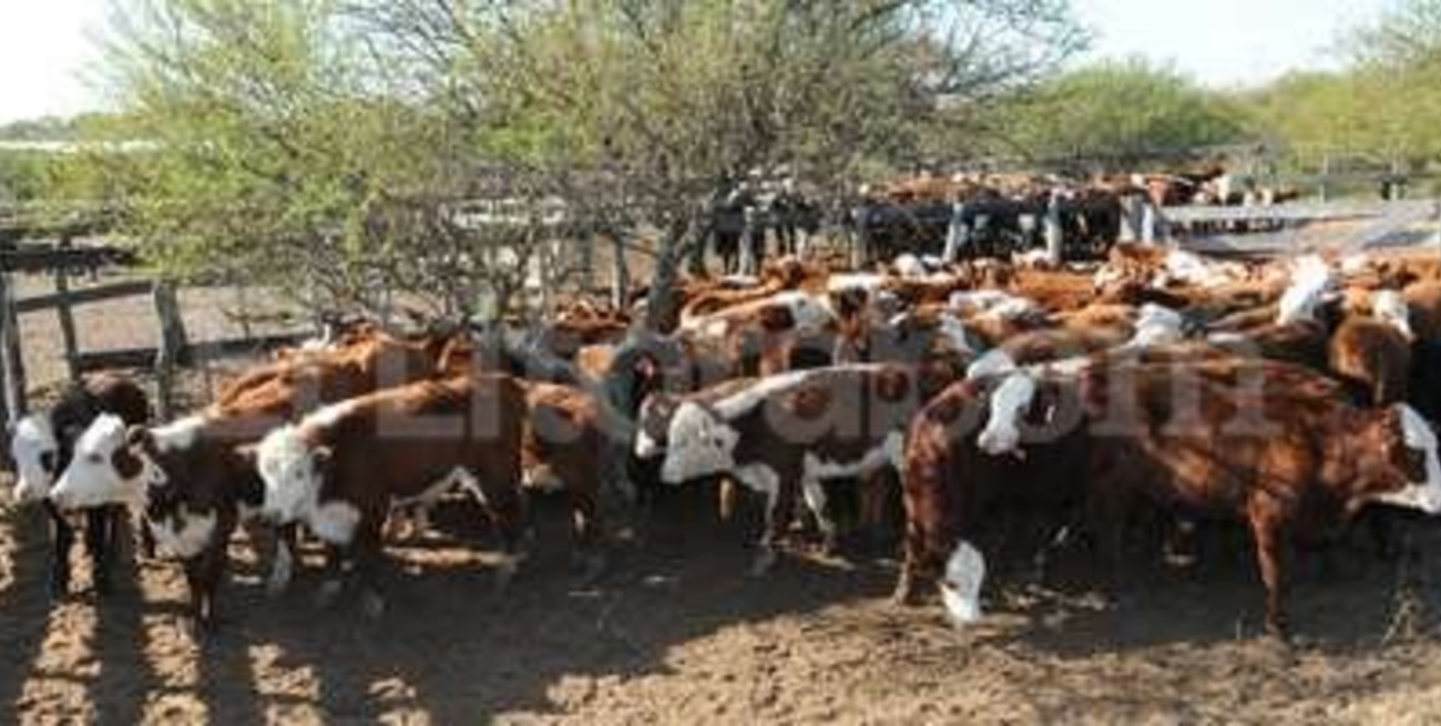 La Argentina perdió exportaciones ganaderas por U$S 15 mil millones