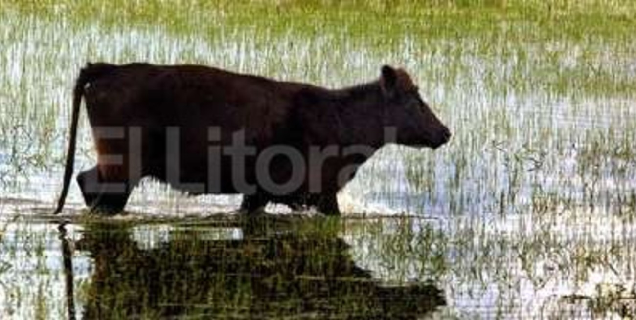 Provincia analiza si declara la emergencia por las intensas lluvias