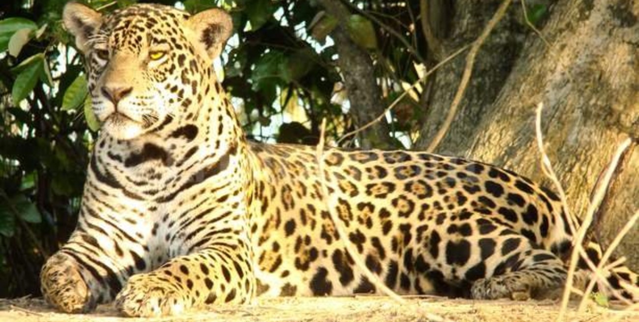 Relevan 25 yaguaretés en las Yungas salteñas