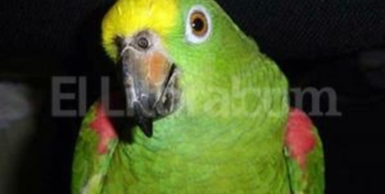 Cayó "el simulador de aves": pintaba loros para venderlos como pájaros exóticos