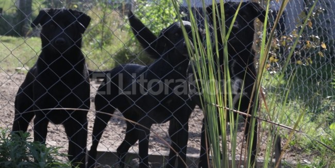 Rincón: juntan firmas para regular la tenencia de perros peligrosos