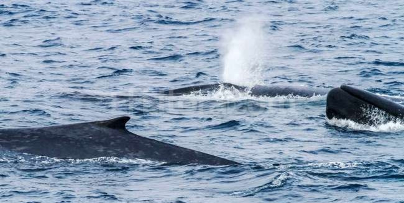 Graban más de 40.000 cantos de ballenas azules en la Antártida