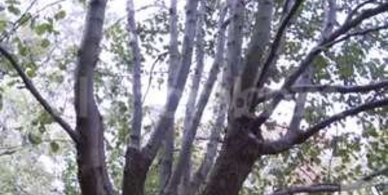 Un documental recuerda al único árbol que sobrevivió el 11-S