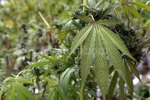 Recolectan en Chile la primera cosecha de cannabis para fines medicinales