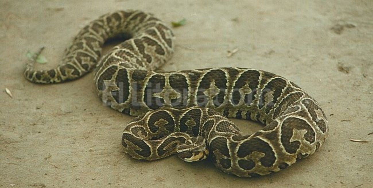 Recomendaciones ante la aparición de yararás