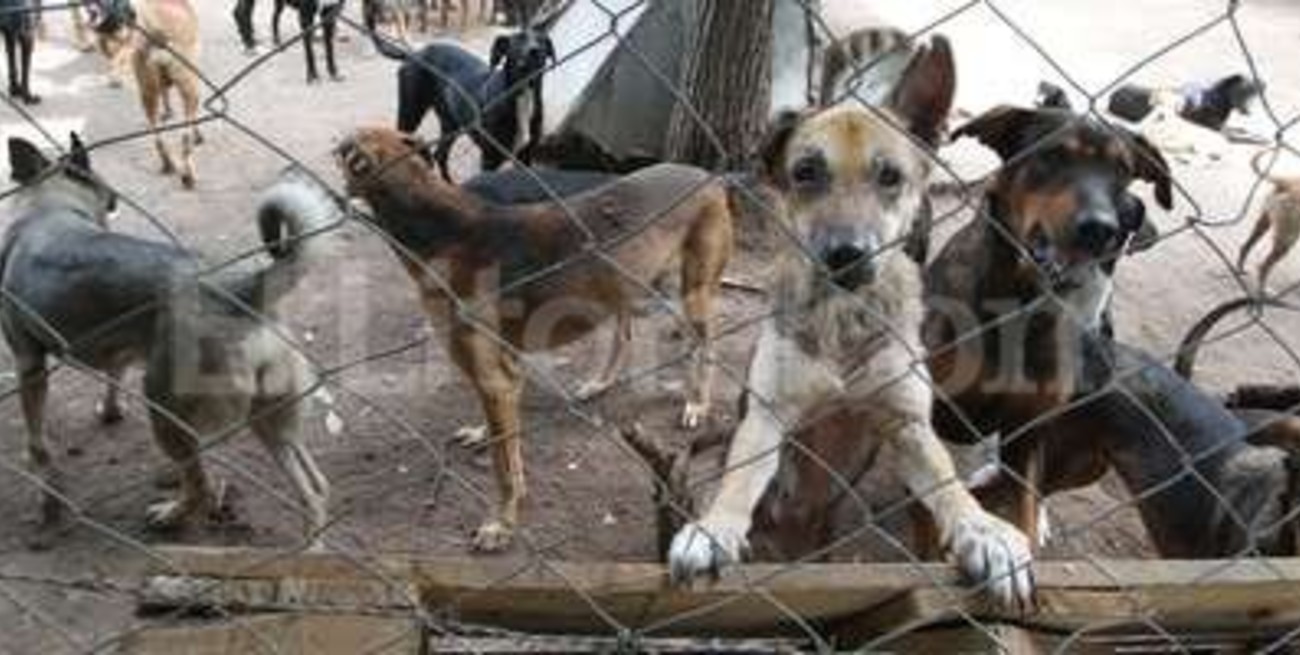 Tras la muerte de Gladis, 200 perros buscan un hogar