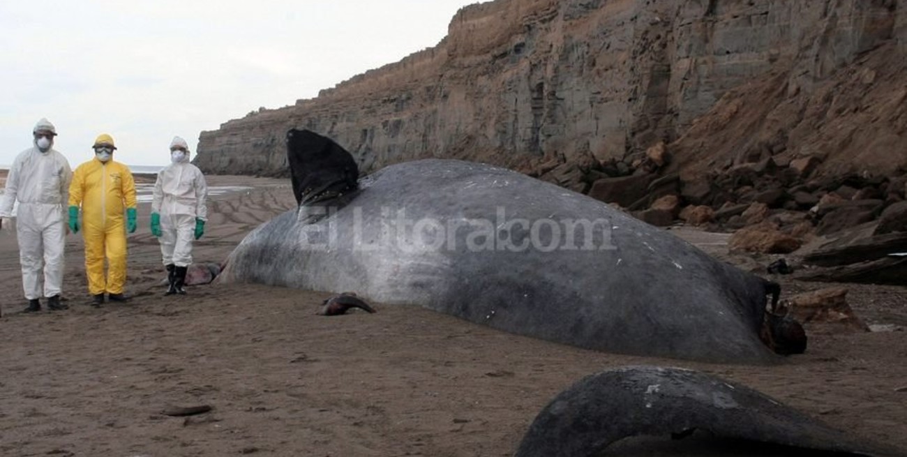 Encuentran cachalote de 16 metros muerto en playas de Viedma