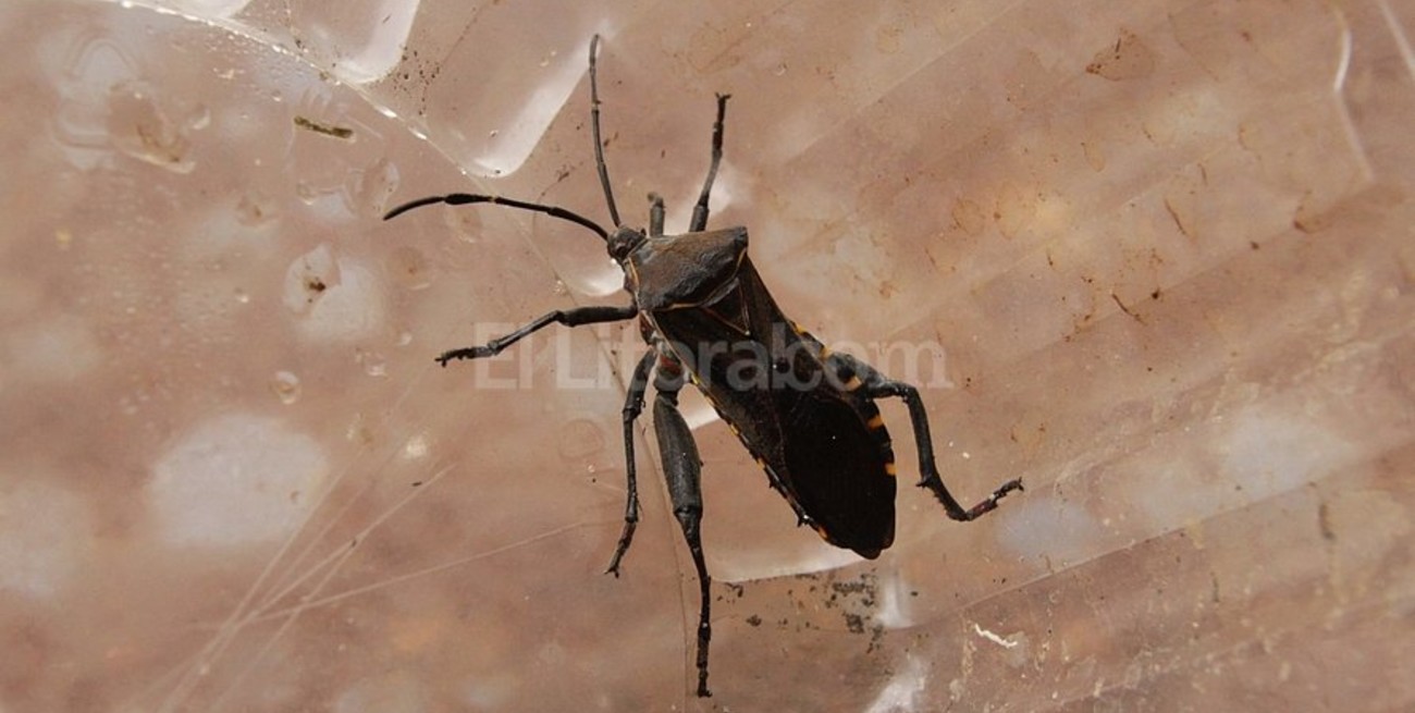 Vecinos advierten por la presencia de insectos similares a la vinchuca