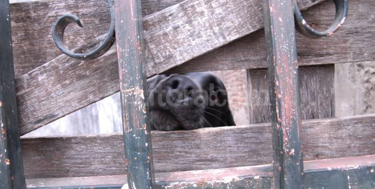 Norma Sosa tiene 22 perros y necesita un lugar donde vivir