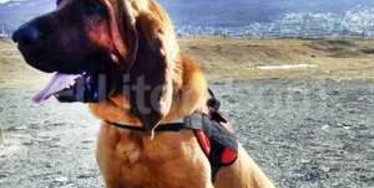 Un perro rescató a un joven desaparecido en la zona de glaciares de Ushuaia